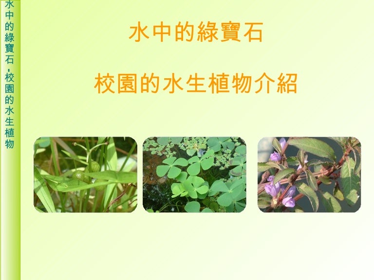 校園的水生植物介紹