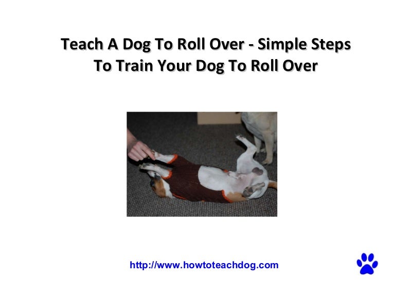 Teach A Dog To Roll Over Simple Steps To Train Your Dog To Roll Over