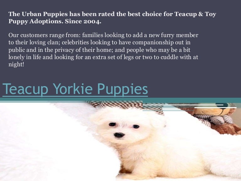 teacup malshi puppies