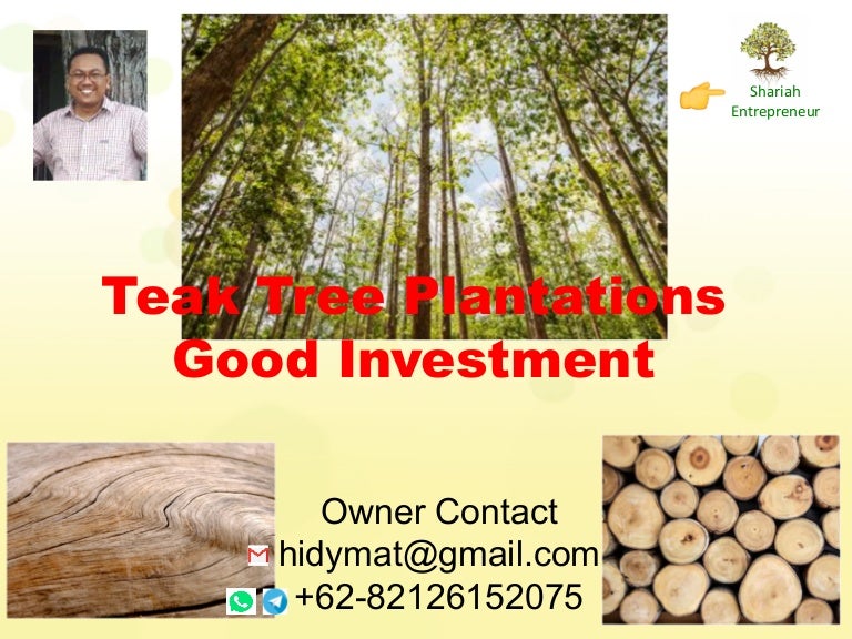 Investment Opportunity (Teak Tree Plantations)