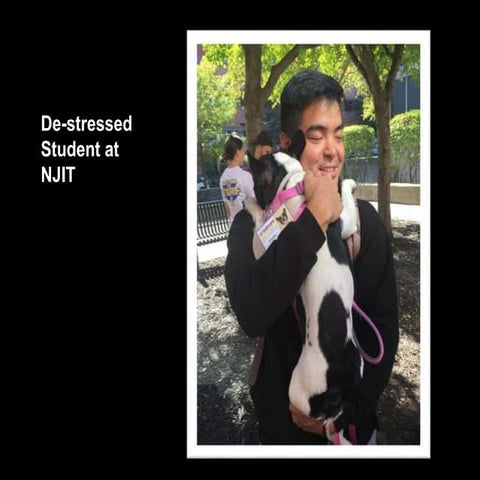 Creature Comfort Pet Therapy