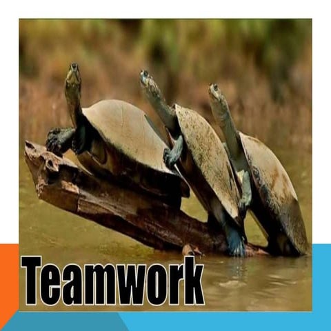 team work.pptx