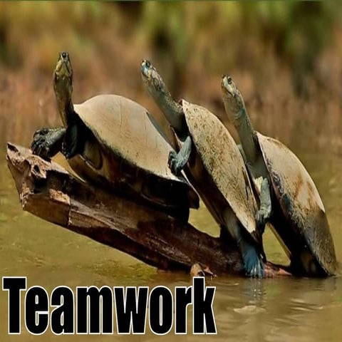 Team work