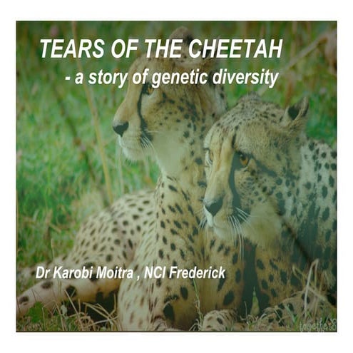 Tears Of The Cheetah
