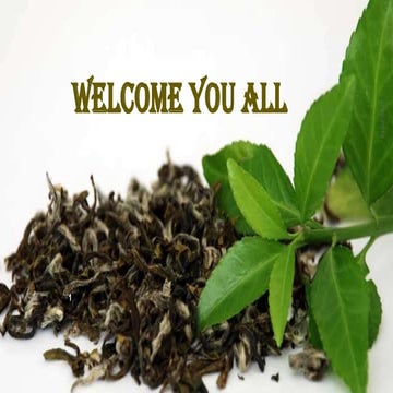 Tea scenario in india