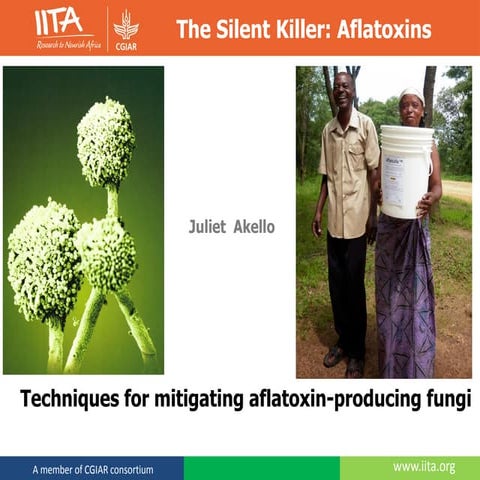 Techniques for mitigating aflatoxin-producing fungi 