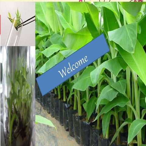 Techniques of in vitro  clonal propagation for fruit crops