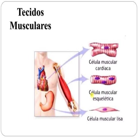 Tecido Muscular.ppt