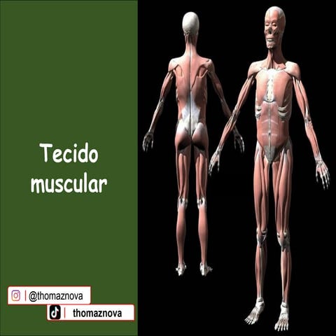 tecido_muscular_histologia_animal_2025_slide