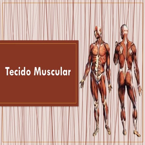 Tecido Muscular.pptx educação. ciencias. | PPTX