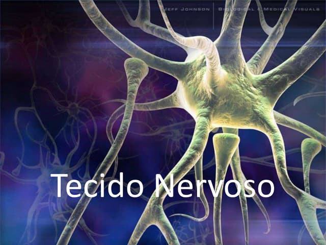 Tecido nervoso