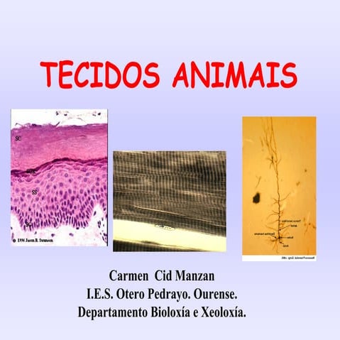 Tecidos animais