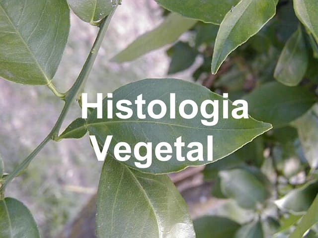 Tecidos vegetais