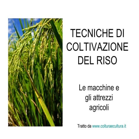 Tecniche di coltivazione del riso | PPT