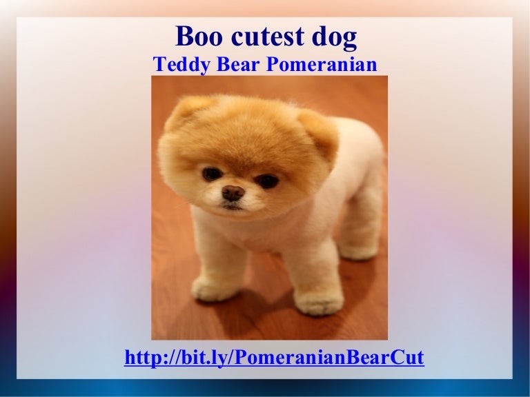 pomeranian boo teddy bear