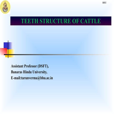 Teeth of animals like buffalo smile.pptx