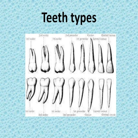 Teeth   wiki