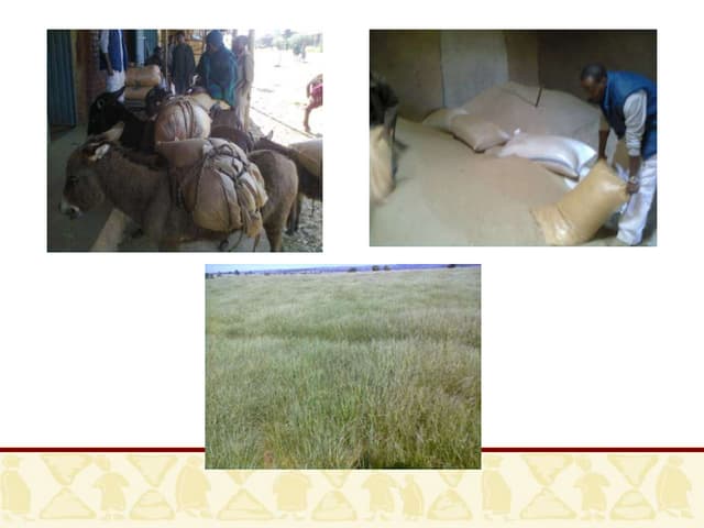 Ethiopia’s value chains on the move: The case of teff (work in progress)