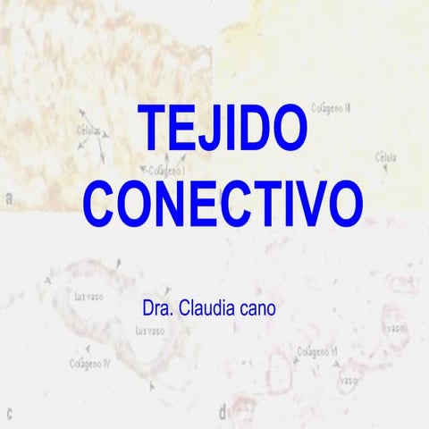 tejido conectivo