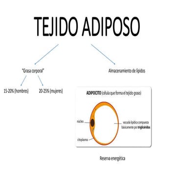 Tejido adiposo_jmarcos