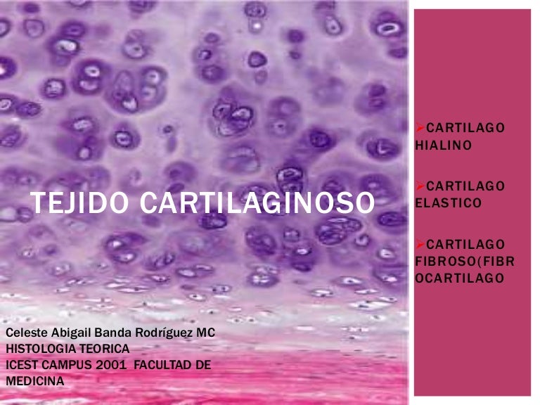 Tejido Cartilaginoso