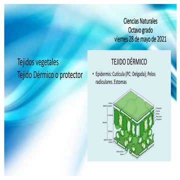 Tejido dermico | PPTX