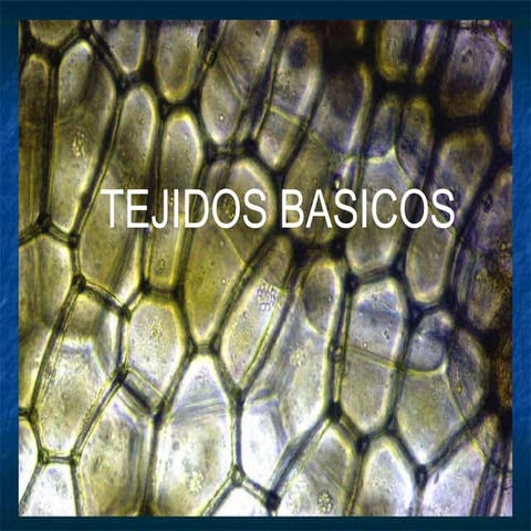 Tejido Epitelial