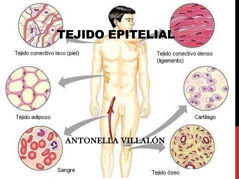 Donde Se Encuentra El Tejido Epitelial Glandular