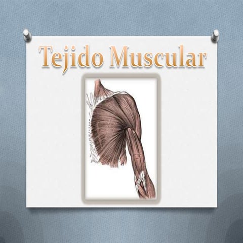 Tejido muscular