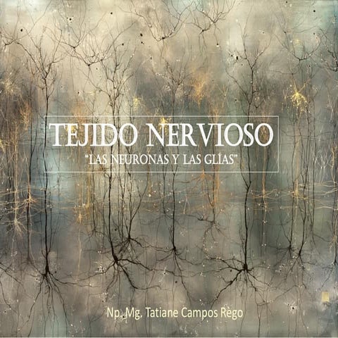 Tejido nervioso , Las neuronas y las guías