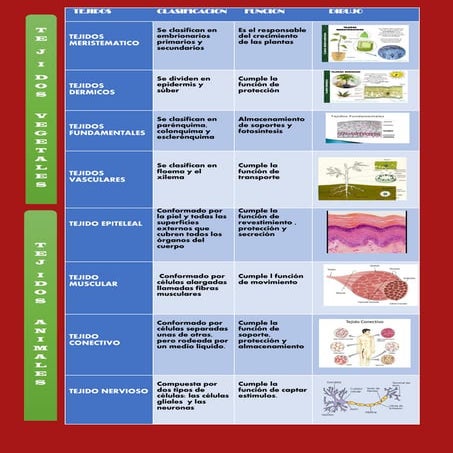 Tejidos  vegetales y animales 