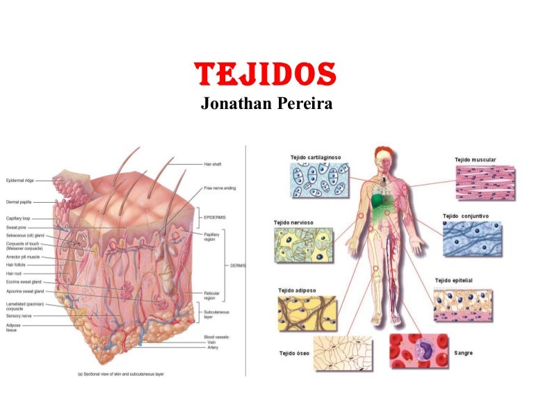 Tejido epitelialconectivo1