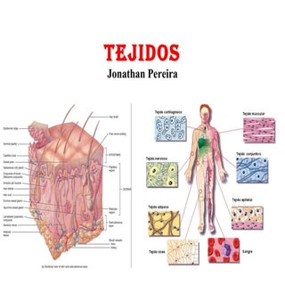 Tejido epitelial-conectivo-1