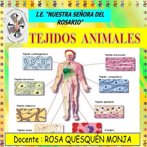 Tejidos animales excelente