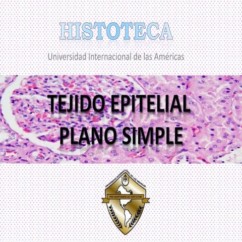 Histologia- Tejidos epitelial plano simple
