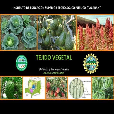 Tejido vegetal