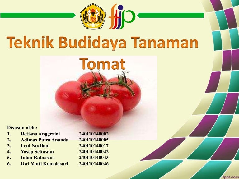 Teknik Budidaya Tanaman Tomat
