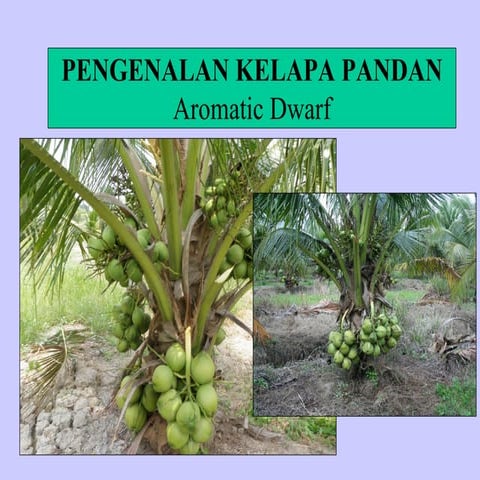 TEKNOLOGI TANAMAN KELAPA PANDAN 