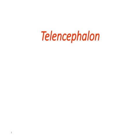 telencephalon.ppt_neuroanatomy_brain_Fundamental sciences