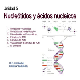 Nucleótidos y ácidos nucleicos