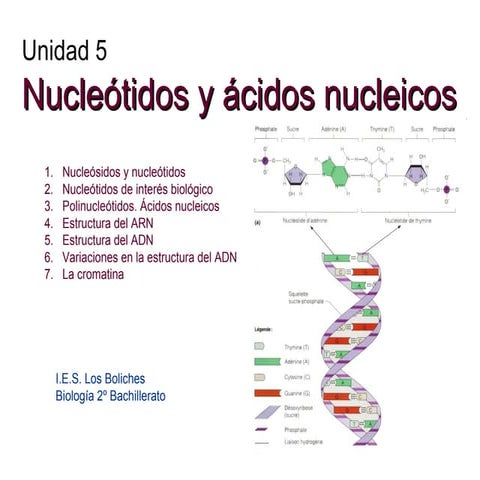 Nucleótidos y ácidos nucleicos