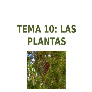 Tema10 LAS PLANTAS 1 ESO