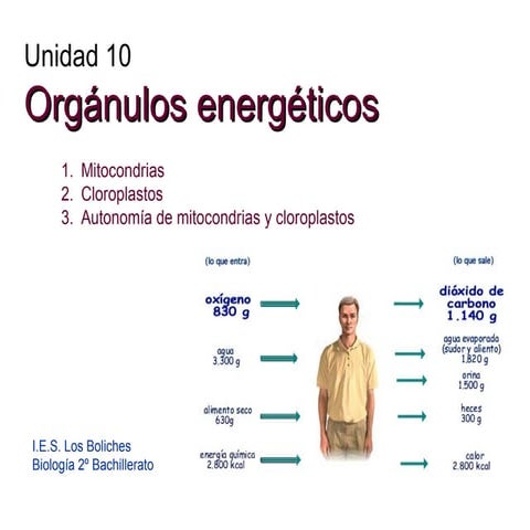 Orgánulos energéticos: mitocondrias y cloroplastos