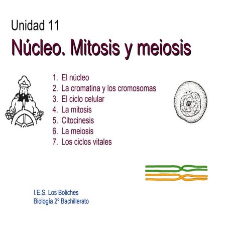 Núcleo. Mitosis y meiosis