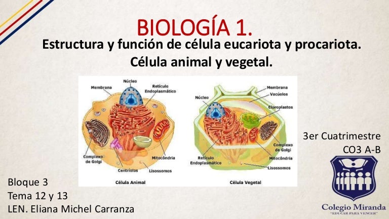 Estructura Celular Ceula Animal Y Vegetal