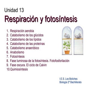 Respiración y fotosíntesis