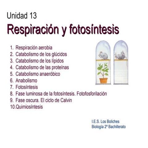Respiración y fotosíntesis