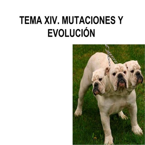 Tema 14. MUTACIONES Y EVOLUCIÓN