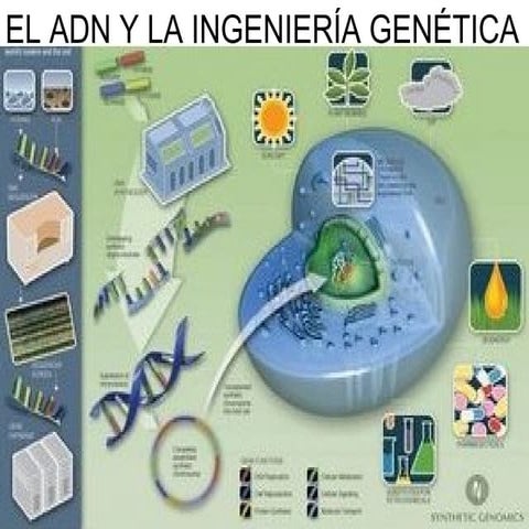 Tema 16 adn y la ingenieria genetica
