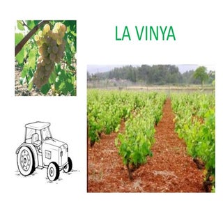 Tema 1 medi la vinya